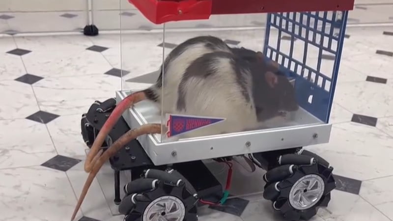 Some rats prefer to drive over walking, according to new research.