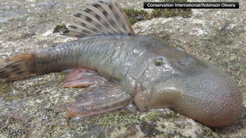 The blob-headed fish, named after its blob-like head, is one of 27 species discovered in Peru.