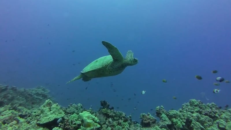 Scuba diving camera