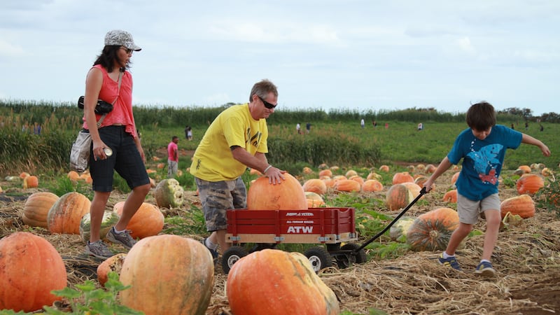 Aloun Farms’ 22nd Pumpkin Festival kicks off this weekend and will take place the last three...