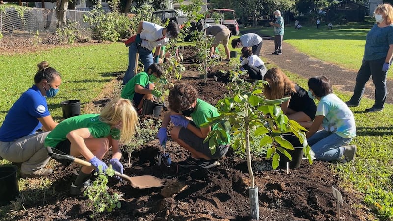 Students get down and dirty to help with planting native trees at a botanical garden in Honolulu.