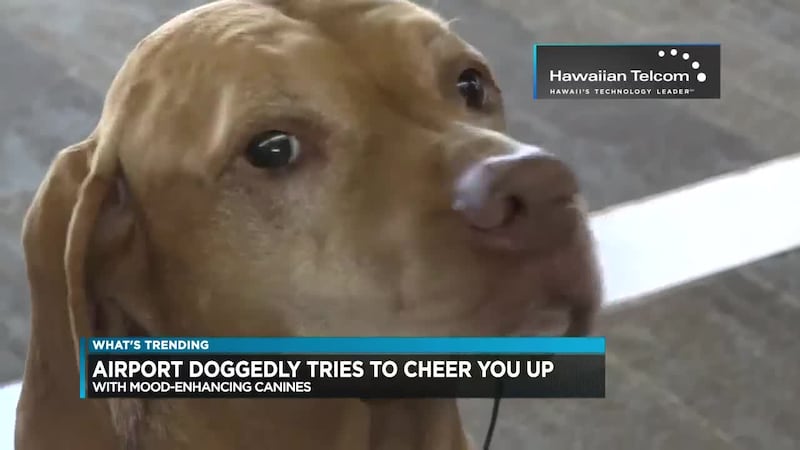 More airports are putting Therapy Dogs in their facilities to help passengers