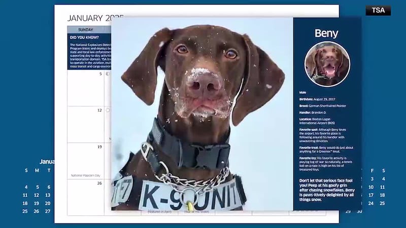 Meet the pups gracing the pages of the TSA's K-9 Calendar! Plus, a lizard was arrested in...