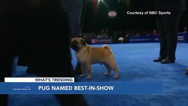 Not a shock, but 'Moana 2' is a hit! Plus, meet this year's dog show champ.