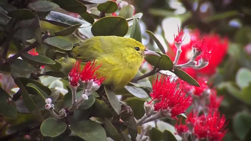 This 30-minute documentary delves into the technology of the Incompatible Insect Technique and...