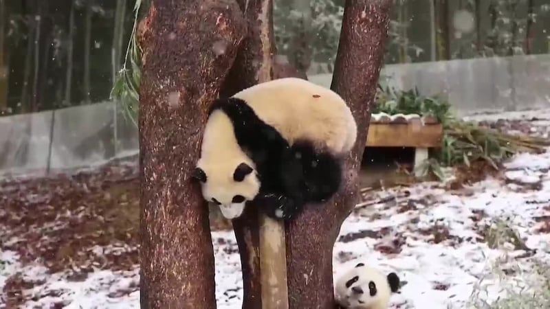 Two pandas got to experience snow for the first time in South Korea! Plus, the biggest Netflix...