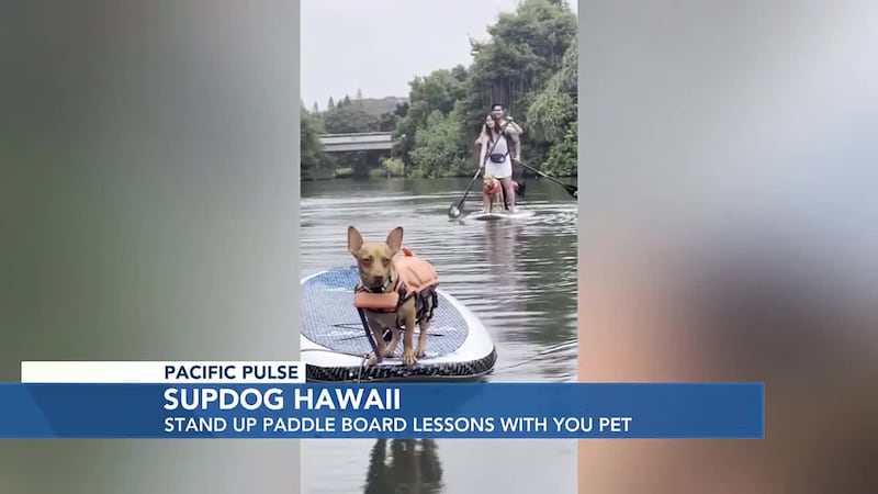 Tyler Landon from Supdog Hawaii shares how you can teach your four-legged furry friend how to...